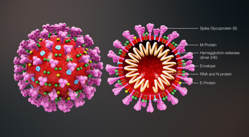 Corona Virus Structure