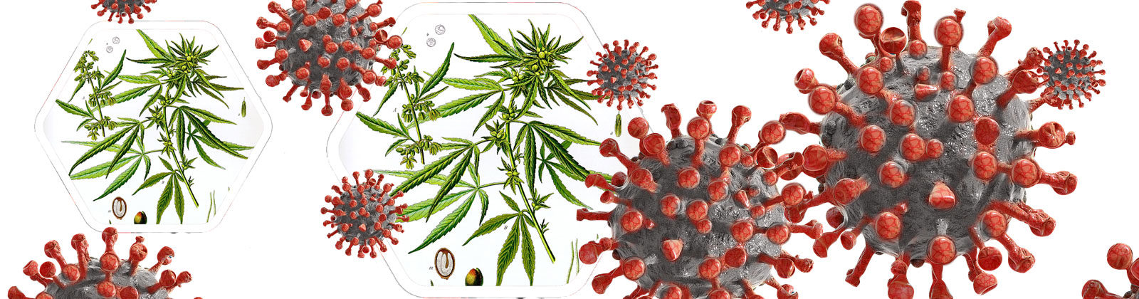 Corona Virus and Cannabis Research