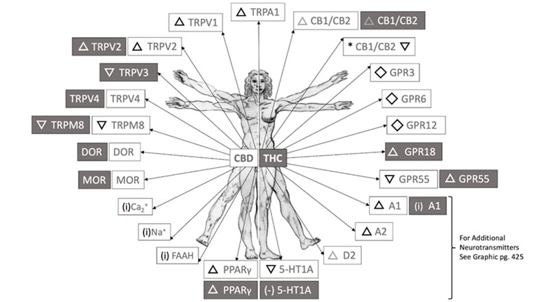 Endocannabinoidome graphic - endocannabinoid system and the human body.