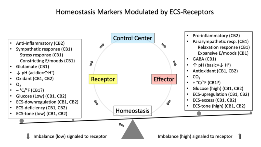 Homeostasis Markers Modulated by ECS-Receptors