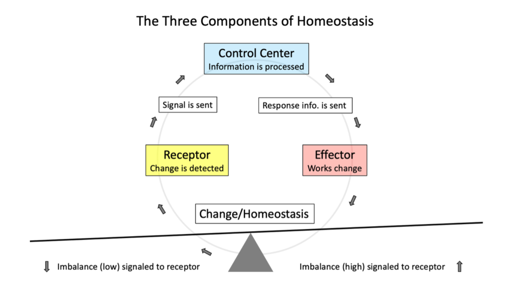 The Three Componentes of Homeostasis