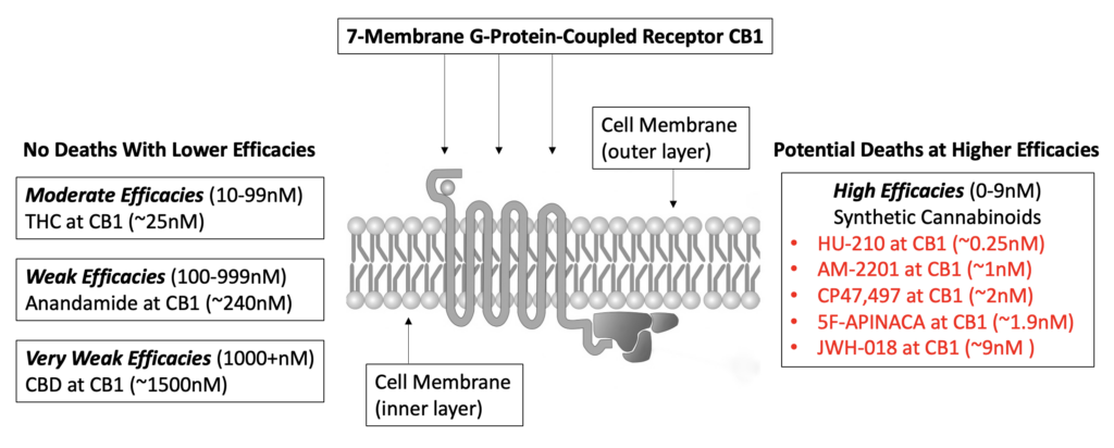 Synthetic Cannabinoids and the 7-Membrane G-Protein Coupled Receptor CB1