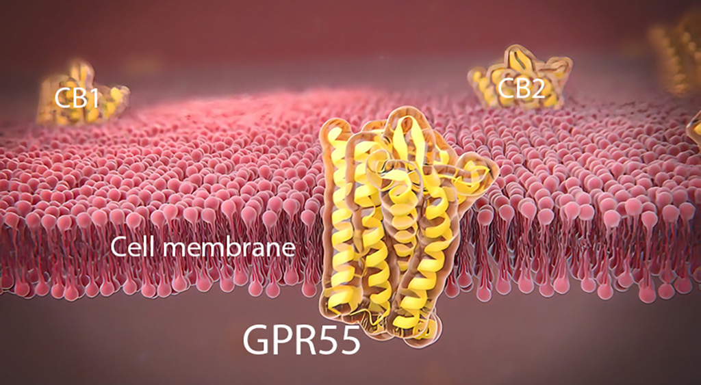 G-Protein Coupled Receptor GPR55 may be the third cannabinoid receptor (CB3).