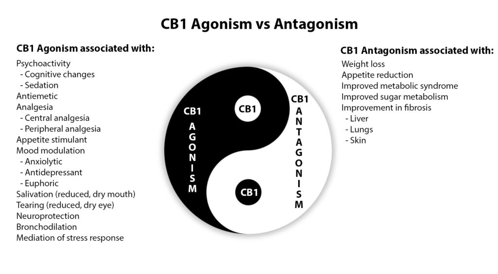 CB1 Antagonism vs Agonism and associated effects
