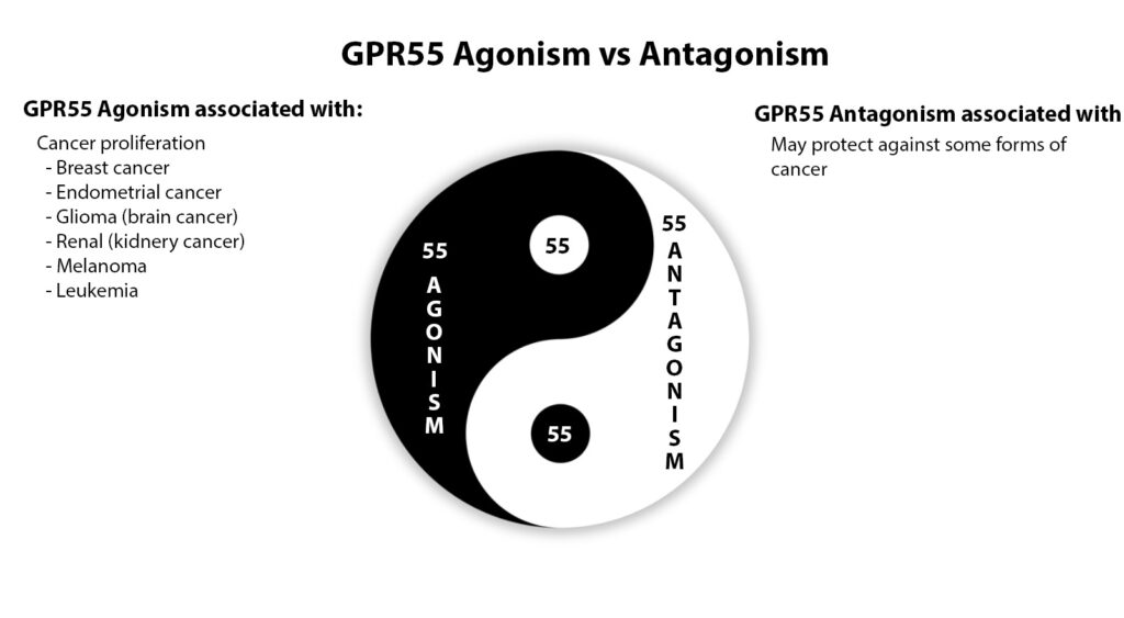 GPR55 antagonism and associated effects.