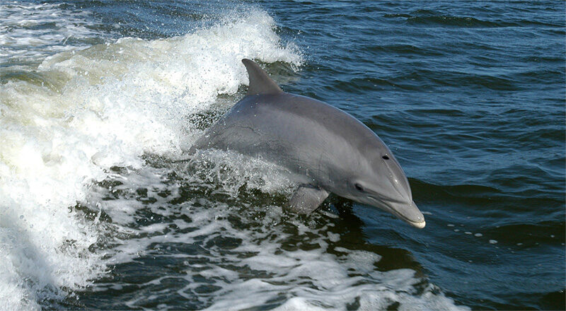 Dolphin Research finds new endocannabinoid PDC