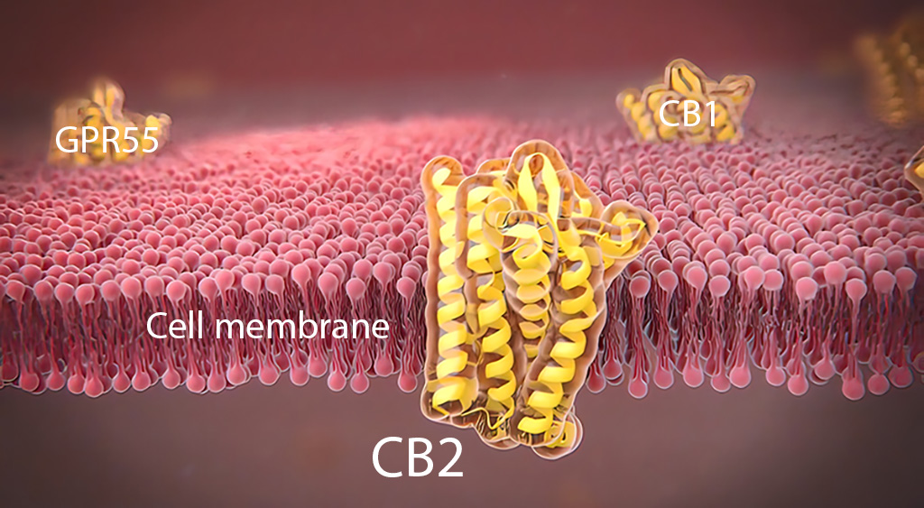 Endocannabinoid Receptor SItes including CB1, CB2 and GPR55