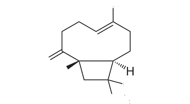 Beta-Caryophyllene is a cannabis-based terpene.  This is the molecular structure of ß-Caryophyllene.
