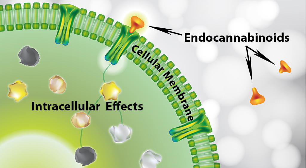 Endocannabinoids and receptor sites in the Endocannabinoid System.