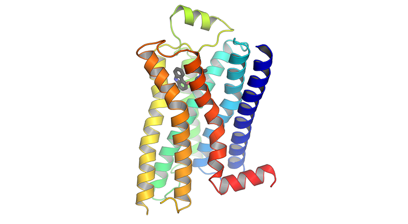 Cannabinoid Receptor CB1 is a G-coupled protein receptor.