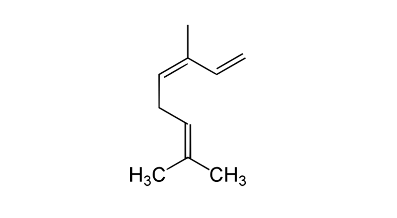 Ocimene is a cannabis-based terpene.  This is the molecular structure of Ocimene.