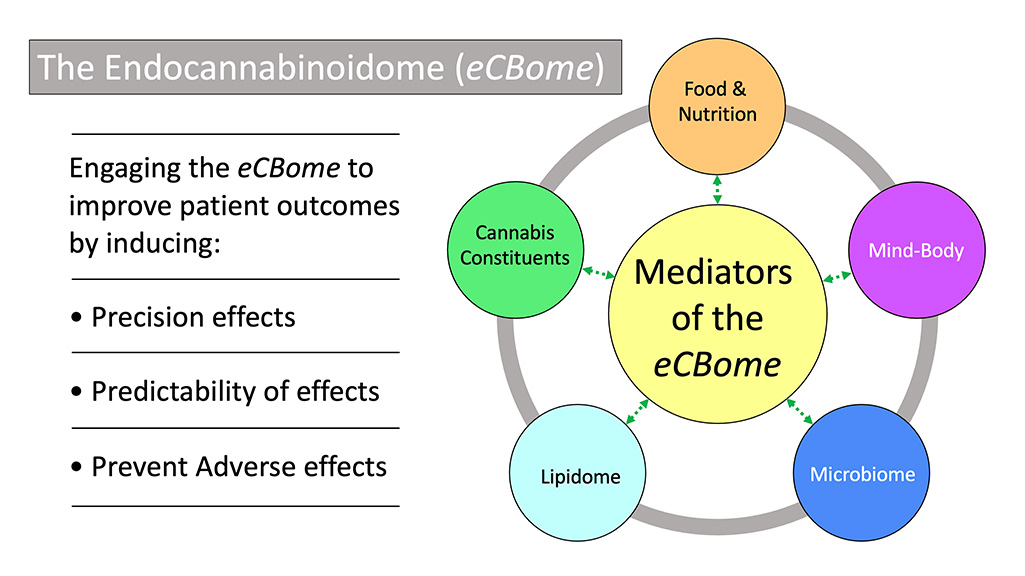 Mediators of the Endocannabinoidome or eCBome.