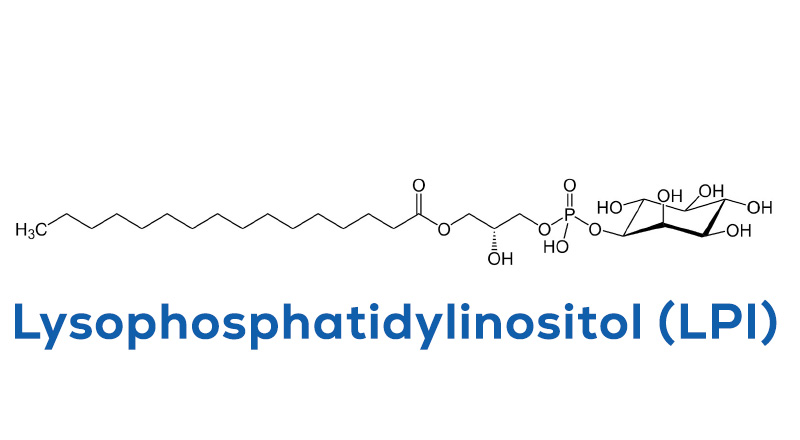 Lysophosphatidylinositol-LPI molecule might effect cancer proliferation.