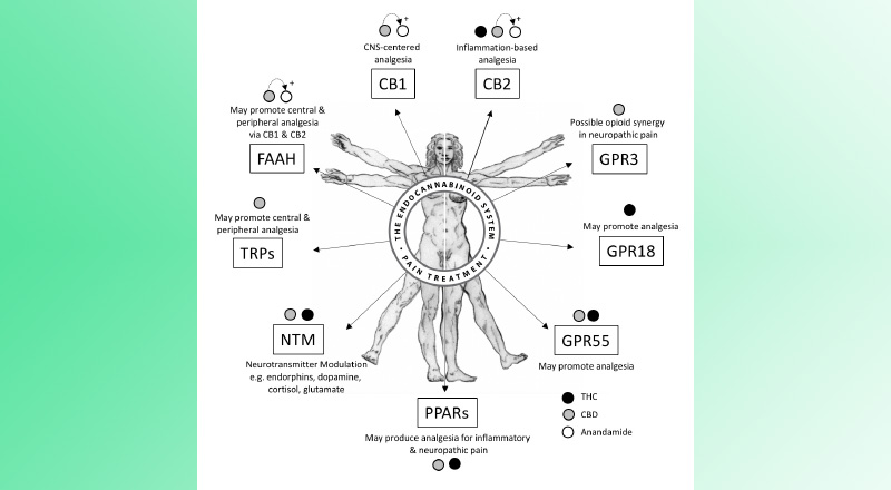 Cannabinoid Sensitive Receptors including CB1, CB2, TRPs, PPARs, GPR3,GPR18, GPR55