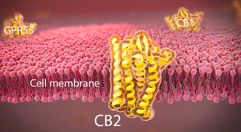 Endocannabinoid Receptor Sites include CB2, CB1, and GPR55.