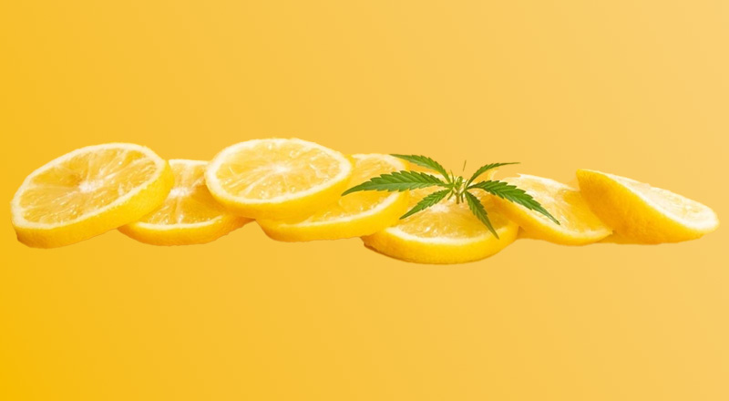 Limonene terpene found in lemons and cannabis mitigates anxiety caused by THC.