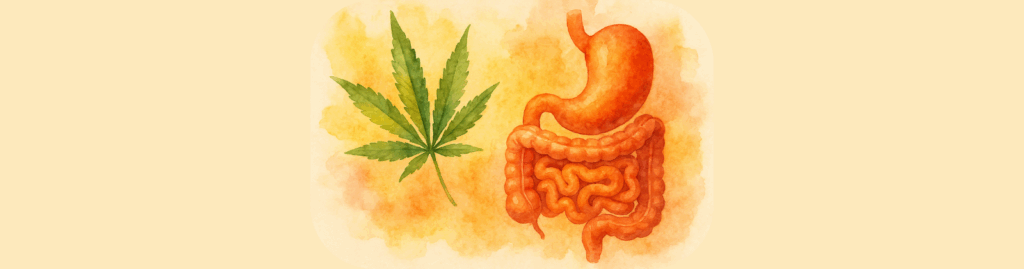 Watercolor illustration of the human digestive system, including stomach and intestines, beside a green cannabis leaf. Warm sunset tones with soft gradients evoke balance and connection between cannabis and gut health.