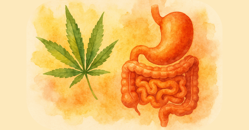 Watercolor illustration of the human digestive system, including stomach and intestines, beside a green cannabis leaf. Warm sunset tones with soft gradients evoke balance and connection between cannabis and gut health.