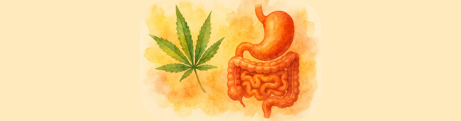 Watercolor illustration of the human digestive system, including stomach and intestines, beside a green cannabis leaf. Warm sunset tones with soft gradients evoke balance and connection between cannabis and gut health.