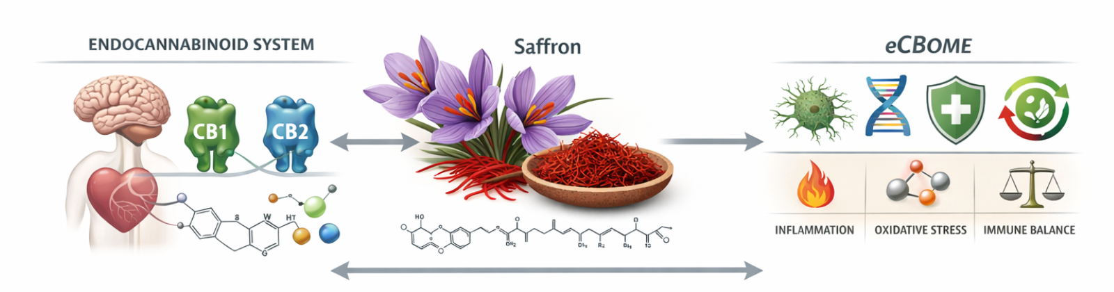 Illustration showing saffron positioned between the endocannabinoid system (CB1 and CB2 receptors) and the broader endocannabinoidome (eCBome). On the left are CB1 and CB2 receptors with brain and heart imagery; in the center are saffron flowers and stigmas; on the right are icons representing inflammation, oxidative stress, immune balance, DNA signaling, and cellular regulation—depicting saffron’s modulatory role in supporting ECS tone and immune–redox balance.